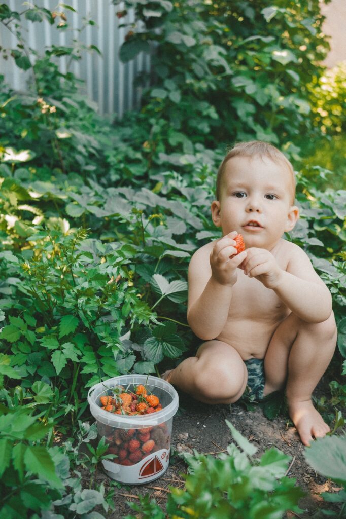 the child picks strawberries in the garden in the yard. bucket of strawberries